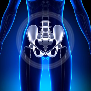 Female Hip, Sacrum, Pubis, Ischium, Ilium - Anatomy Bones clipart