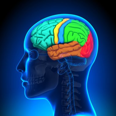 Kadın beyin anatomisi - renkli