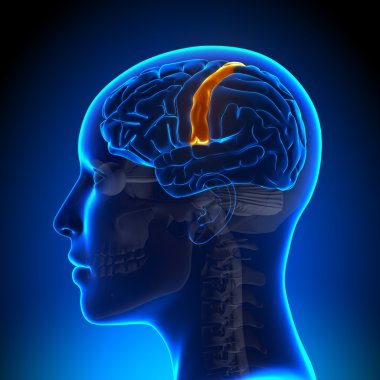 Kadın Sensorimotor alanı - anatomi beyin