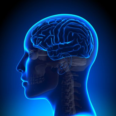 Female Brain Anatomy Blank clipart