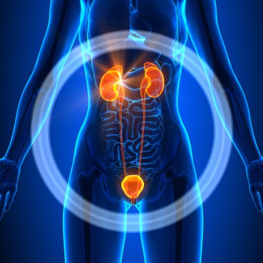 Üriner Sistem - kadın organları - insan anatomisi