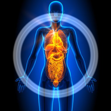 Tüm - kadın organları - insan anatomisi