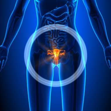 Üreme sistemi - kadın organları - insan anatomisi