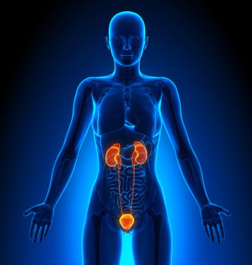 Üriner Sistem - kadın organları - insan anatomisi