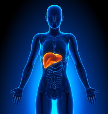 Karaciğer - kadın organları - insan anatomisi