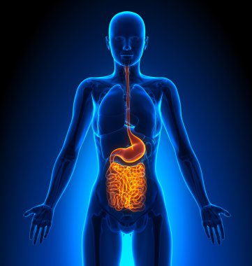 Guts - Female Organs - Human Anatomy clipart