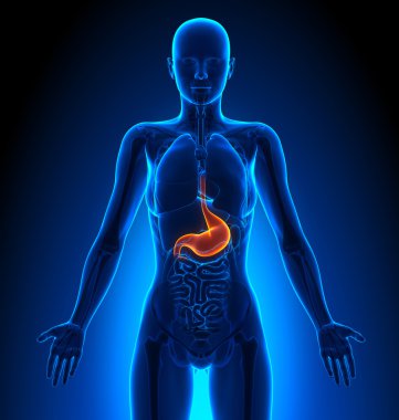 Mide - kadın organları - insan anatomisi