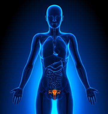 Üreme sistemi - kadın organları - insan anatomisi