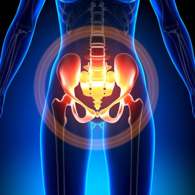 Kadın kalça, sakrum, Pubis, Ischium, Ilium - anatomi kemikler