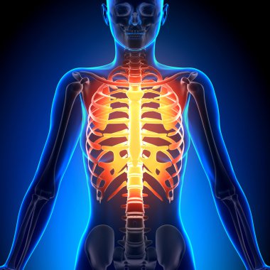 Kadın göğüs kafesi - anatomi kemikler