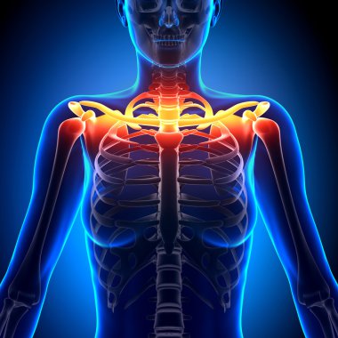 Köprücük kemiği anatomisi - anatomi kemikler
