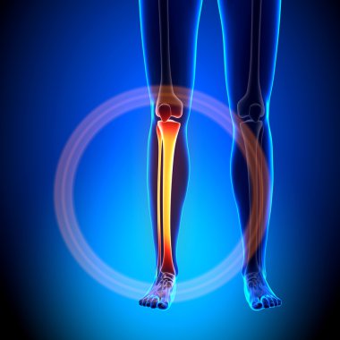 Kadın Tibia, Fibula - anatomi kemikler