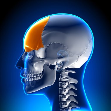 Female Frontal Bone - Skull, Cranium Anatomy clipart