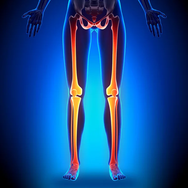 Kobiece nogi - anatomia kości — Zdjęcie stockowe