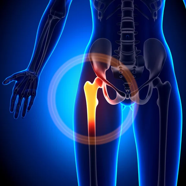 Articulación de cadera femenina - Huesos de anatomía — Foto de Stock