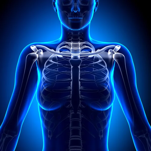 Жіночий ключиця кістки анатомії - кістки анатомії — стокове фото
