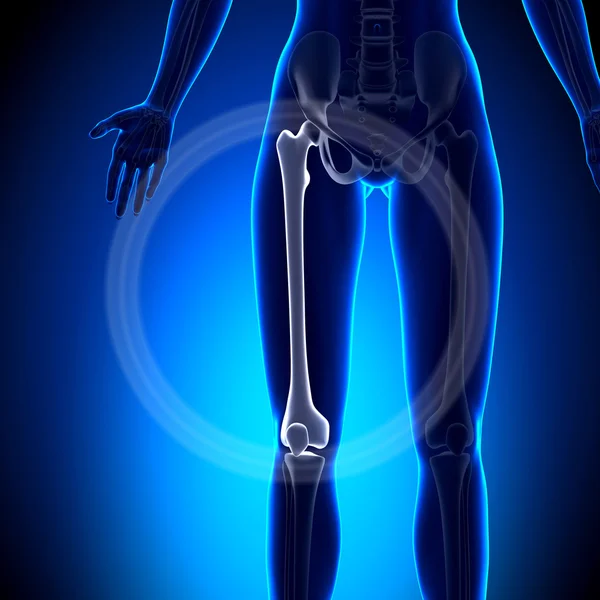 Femur femenino - Huesos de anatomía — Foto de Stock