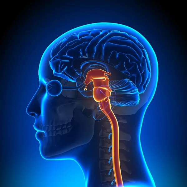 Female Brain Stem - Anatomy Brain — Stock Photo, Image