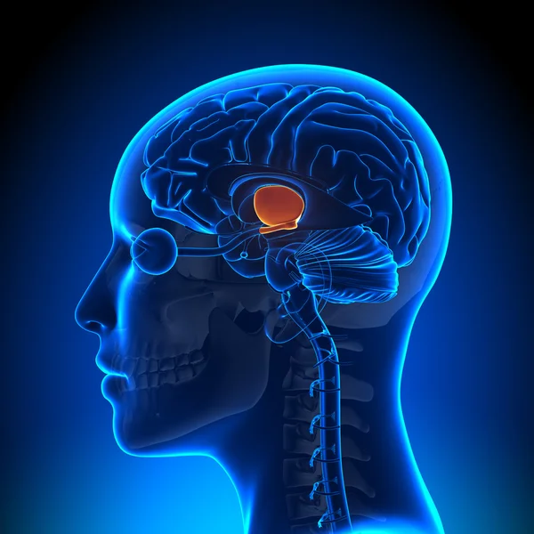 Hypothalamus - vrouwelijke hersenen anatomie — Stockfoto