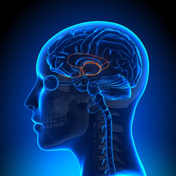 Sistema límbico femenino - Anatomía cerebral — Foto de Stock