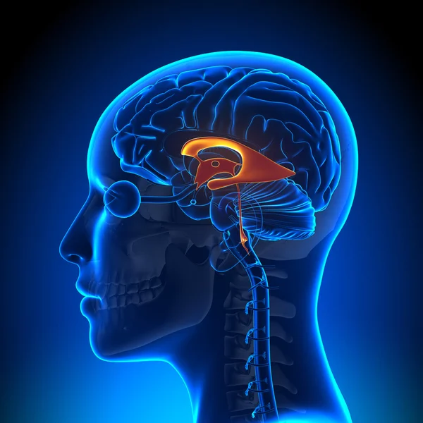 Vrouwelijke ventrikels - anatomie hersenen — Stockfoto
