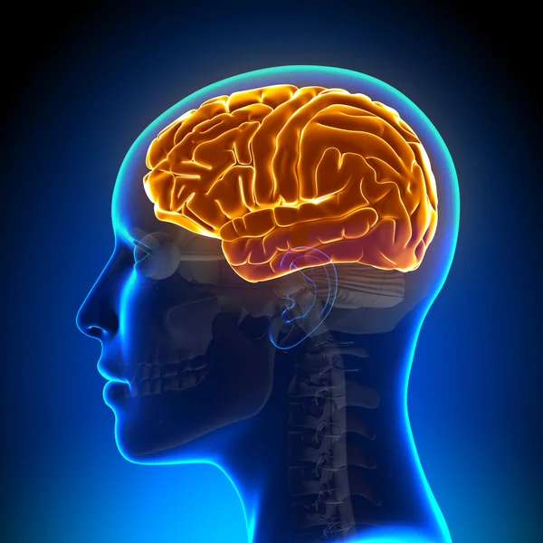 Vrouwelijke anatomie Brain Full — Stockfoto