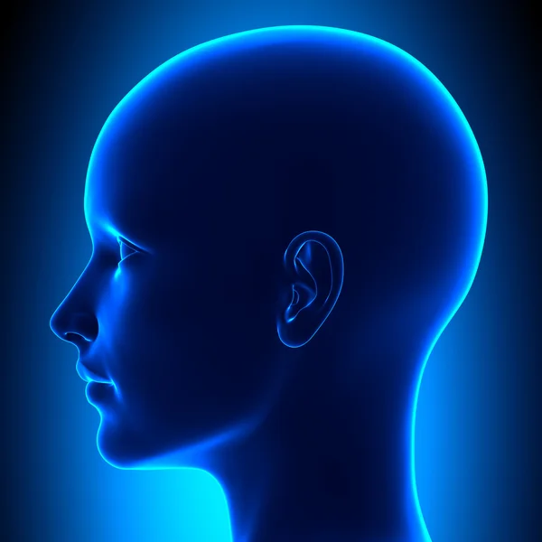 Anatomia głowy kobiece strony — Zdjęcie stockowe