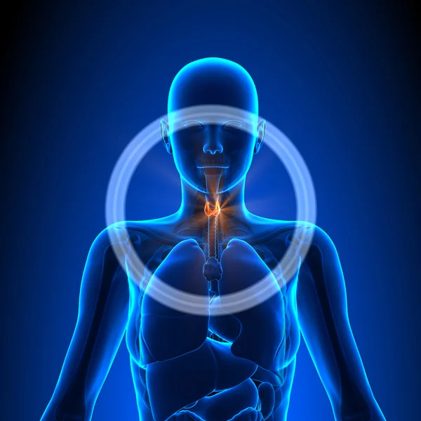 Thyroid - Female Organs - Human Anatomy — Stock Photo, Image