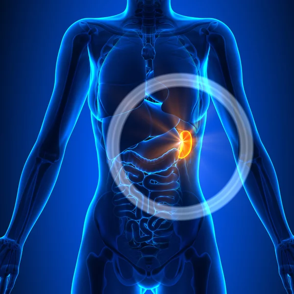 (Inggris) Spleen - Female Organs Human Anatomy — Stok Foto