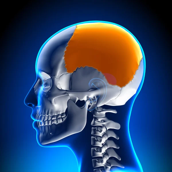 Female Parietal bone - Skull, Cranium Anatomy — Stock Photo, Image