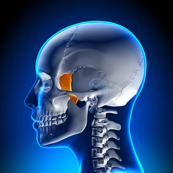 Сфеноидная кость - череп, анатомия черепа — стоковое фото