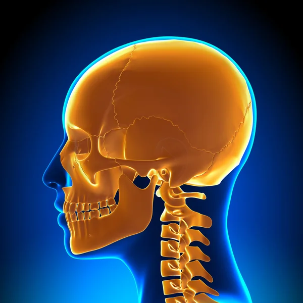 Crânio Feminino, Anatomia do Crânio — Fotografia de Stock