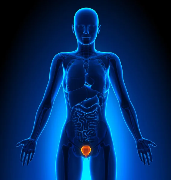 Mesane - kadın organları - insan anatomisi — Stok fotoğraf