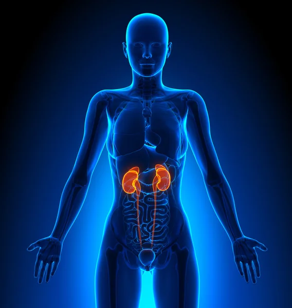 Böbrekler - kadın organları - insan anatomisi — Stok fotoğraf