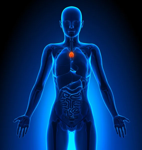 Thymus - Organs Perempuan Anatomi Manusia — Stok Foto