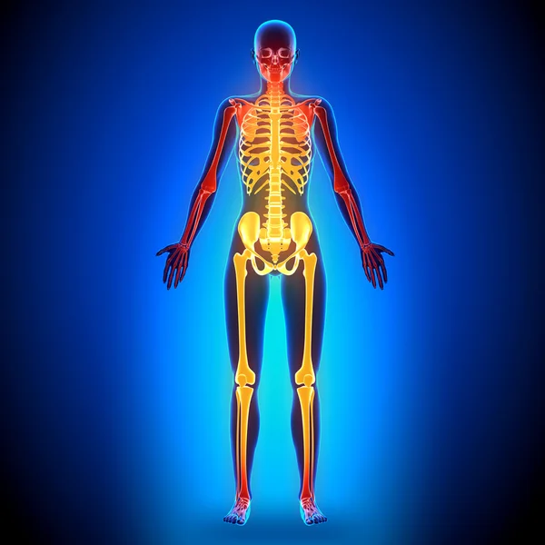 Kobieta pełna Szkielet - anatomia kości — Zdjęcie stockowe