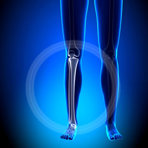 Tibia femenina, Fibula - Huesos de anatomía — Foto de Stock