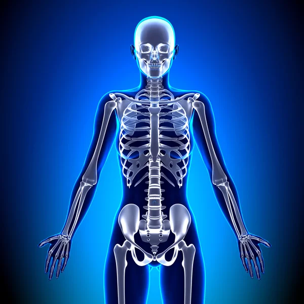 Женский скелет - анатомические кости — стоковое фото