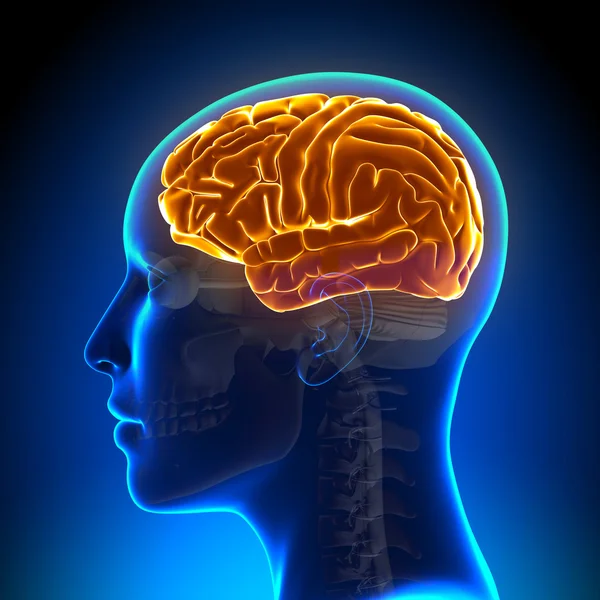 Kobiecej anatomii mózgu Full — Zdjęcie stockowe
