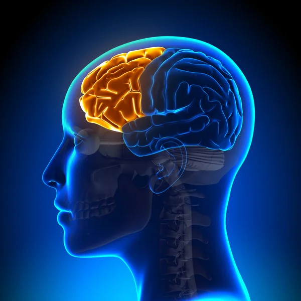 Female Frontal Lobe - Anatomy Brain — Stock Photo, Image