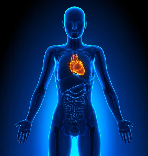 Hart - vrouwelijke organen - menselijke anatomie — Stockfoto