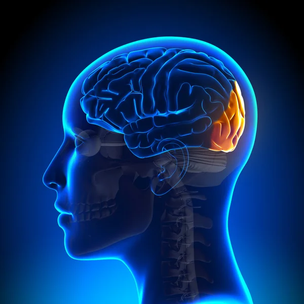 แ Brain lobes stock pictures, Royalty Free occipital lobe images ... Biology Diagrams
