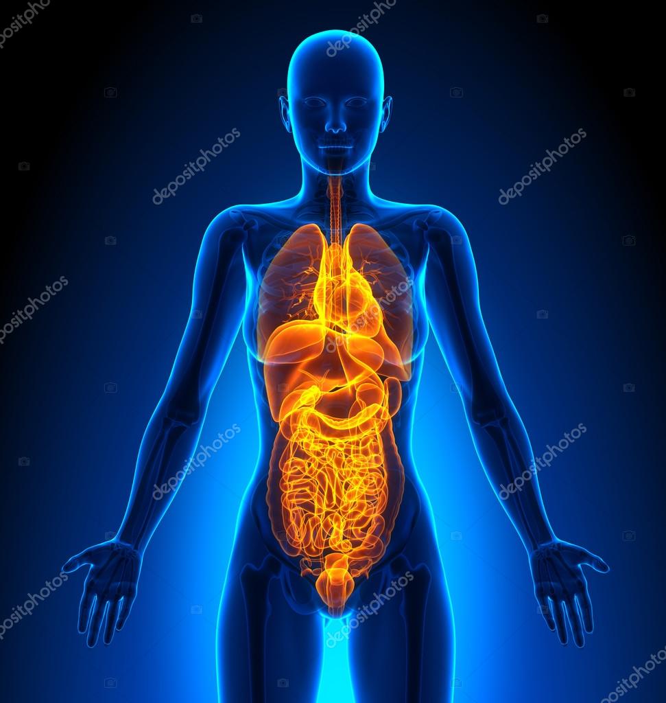 Анатомия Человека Внутренние Органы Женщины Фото