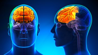 Erkek ön lobunda beyin anatomisi - kavramı mavi