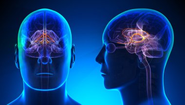 Erkek limbik sistem beyin anatomisi - kavramı mavi