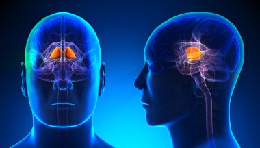 Erkek Bazal gangliyon beyin anatomisi - kavramı mavi