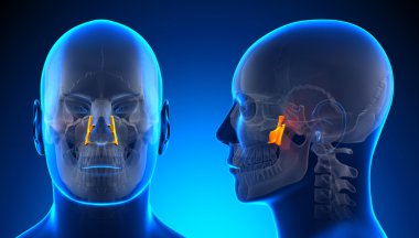 Erkek Palatine kafatası anatomisi - kavramı mavi