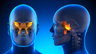 Erkek sfenoid kafatası anatomisi - kavramı mavi