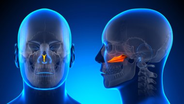 Erkek Vomer kafatası anatomisi - kavramı mavi