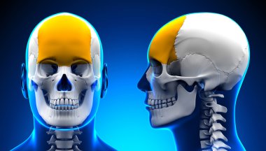 Erkek Frontal kemik kafatası anatomisi - kavramı mavi